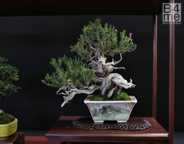 Rosemary bonsai